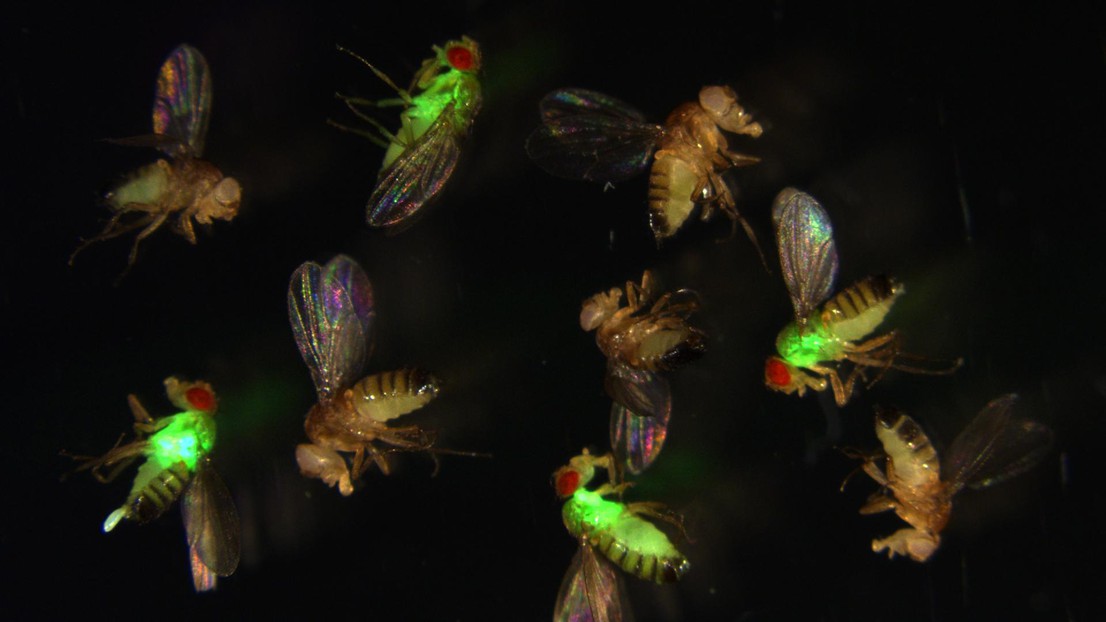 Fruit flies with mutated antimicrobial peptides (red eyes) let bacteria (green) grow out of control, while normal flies suppress the infection. Credit: Mark Austin Hanson, EPFL