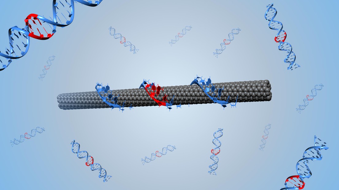 Illustration d’un nanotube de carbone simple feuillet autour duquel est enroulé de l’ADN (crédit: Benjamin Lambert, EPFL)
