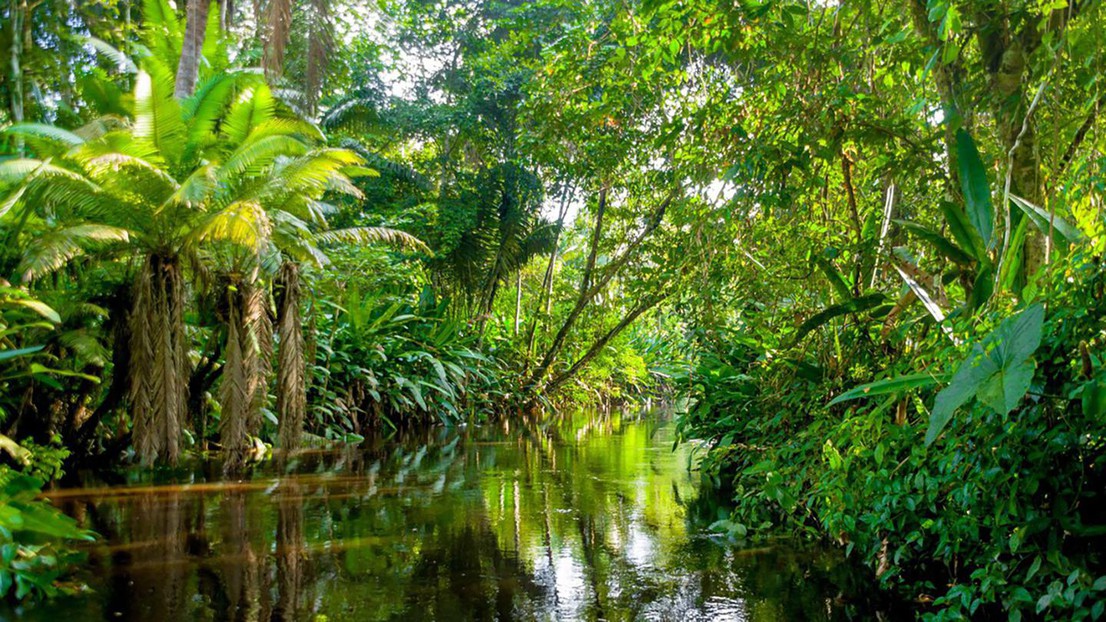 Certain parts of the Amazon will become increasingly dry or wet in the coming years. © iStock Photos