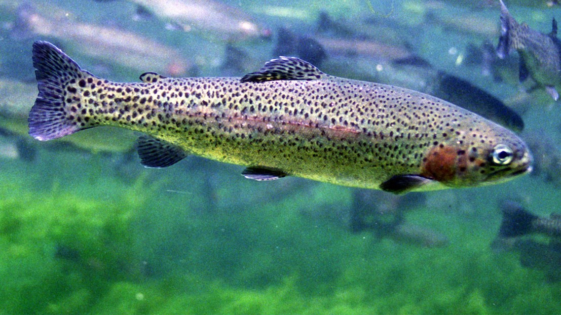 Rainbow trout © Wikimedia Commons