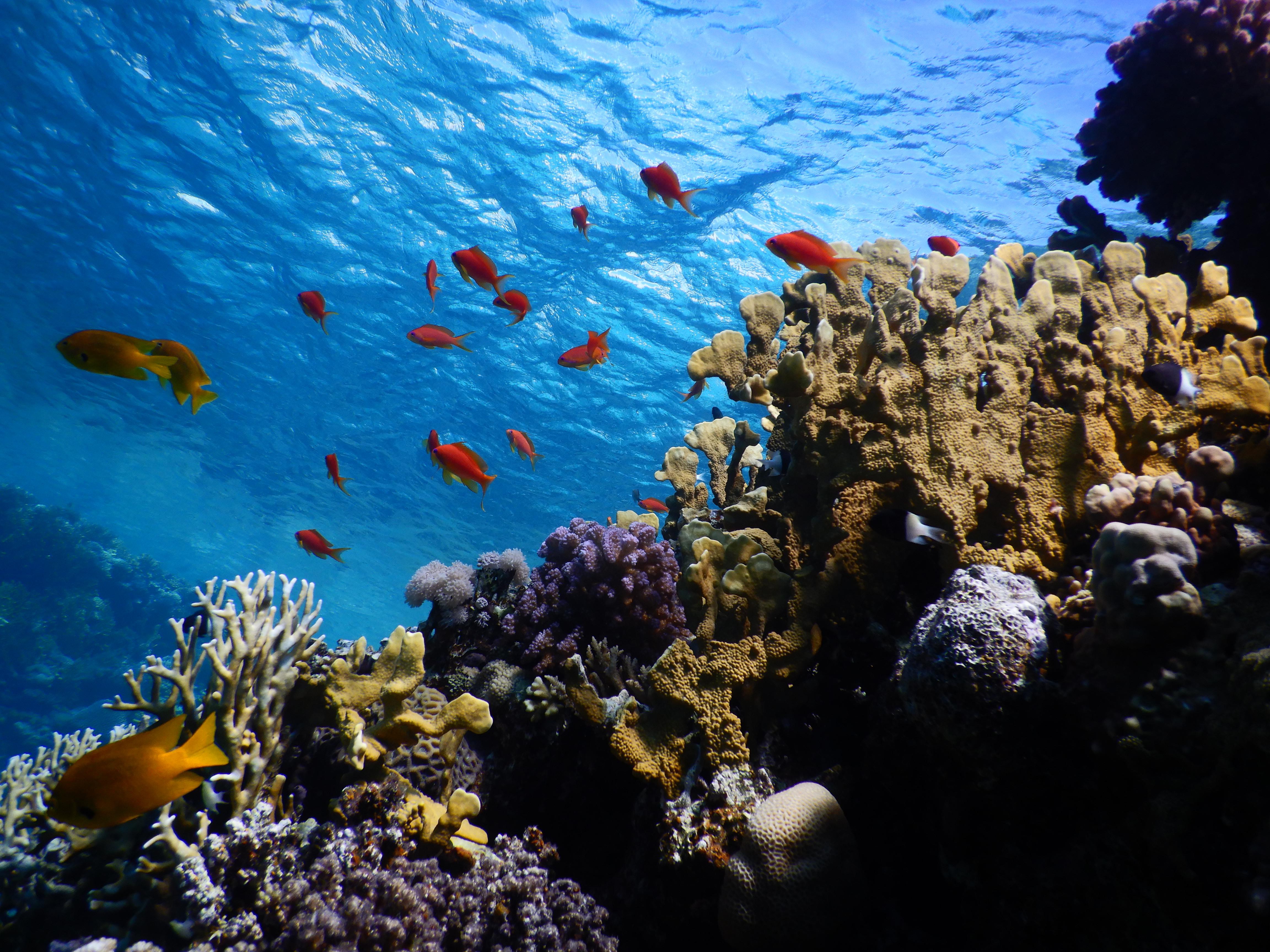 Коралловые рифы в хургаде. Рифы красного моря. Коралловый риф в Шарм Эль Шейхе. Подводный риф Шарм-Эль-Шейх. Эйлат коралловый риф.