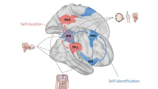 TiCS article: an integrated neural system for self-consciousness.
