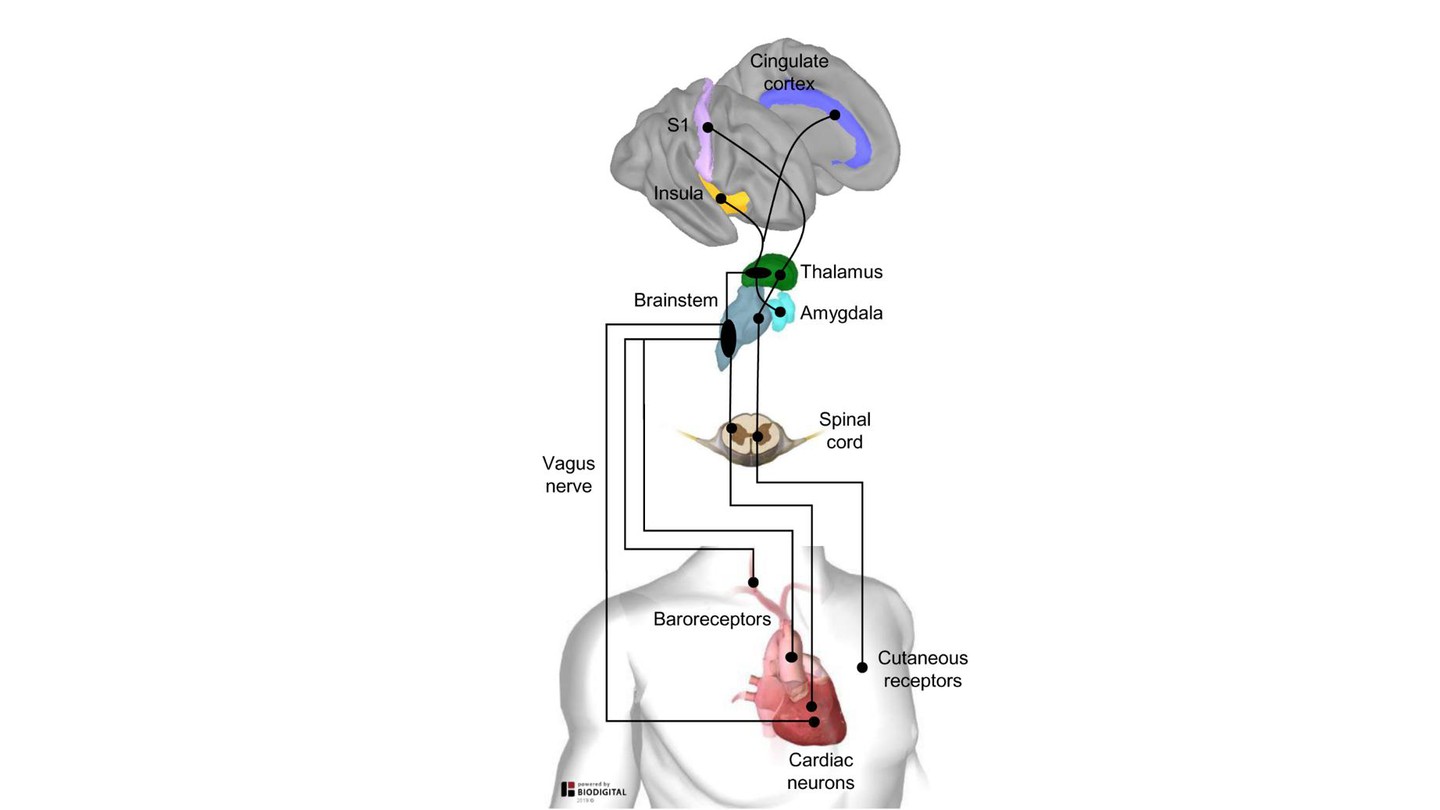 heartbeat in the brain