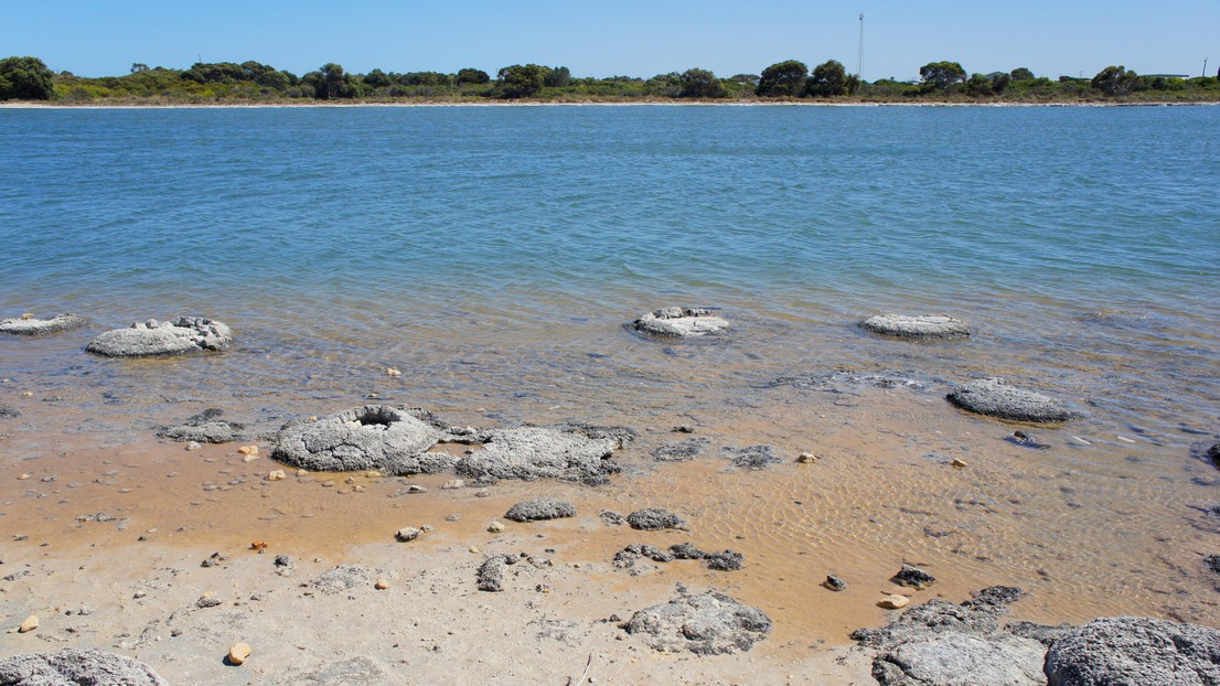 Vestiges de biofilms de cyanobactéries (stromatolites) dans la Shark Bay World Heritage Area, en Australie. © Philippe Barraud