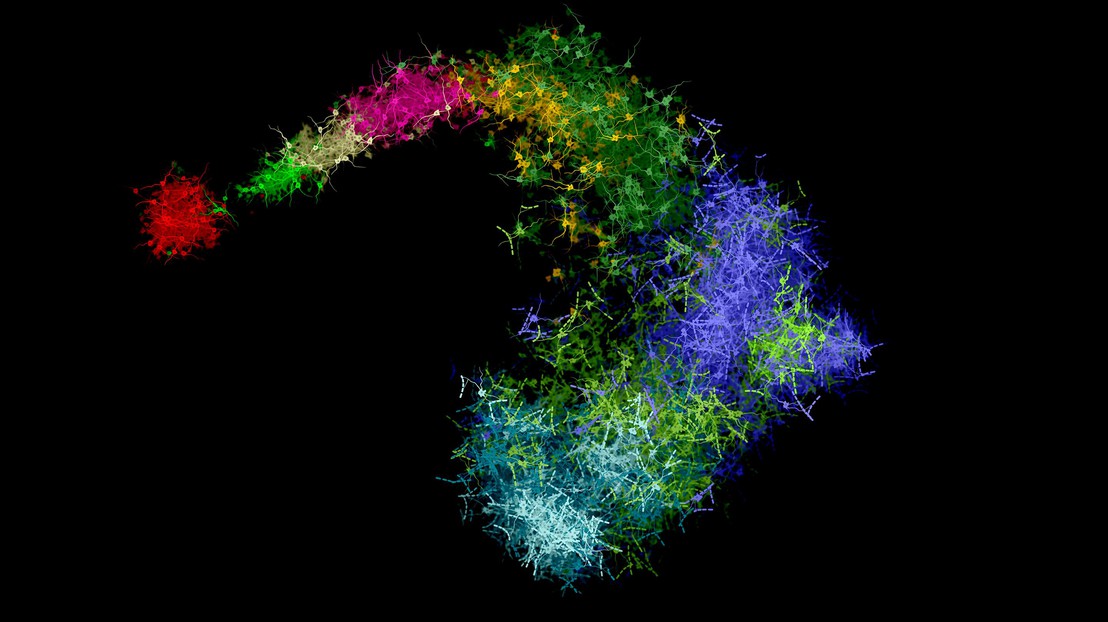 Représentation en fonction des données: diversité moléculaire d’un oligodendrocyte dans le système nerveux central. Crédit: Job van der Zwan (Institut Karolinska)