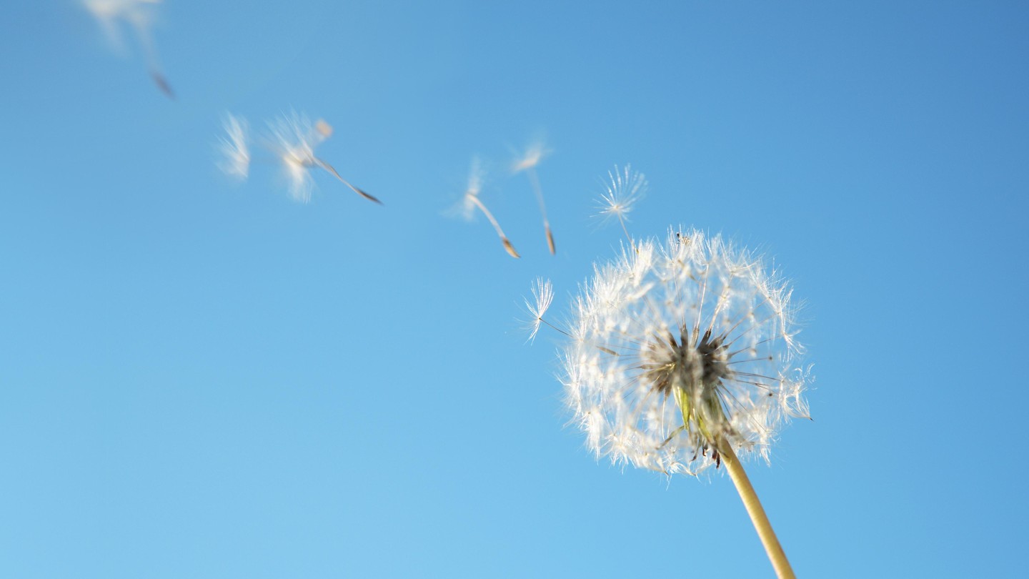 EPFL scientists model the flight of dandelion seeds EPFL