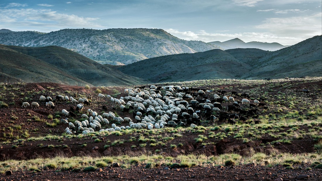 Des moutons paissant près du Mont Atlas, au nord du Maroc. © iStock