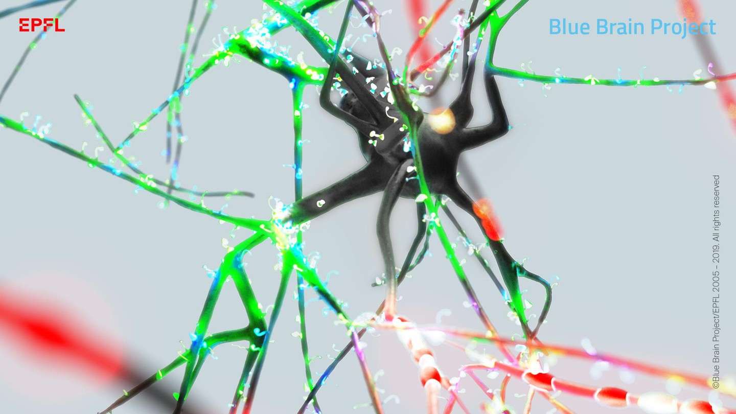 The way a single neuron processes information is never the same - EPFL