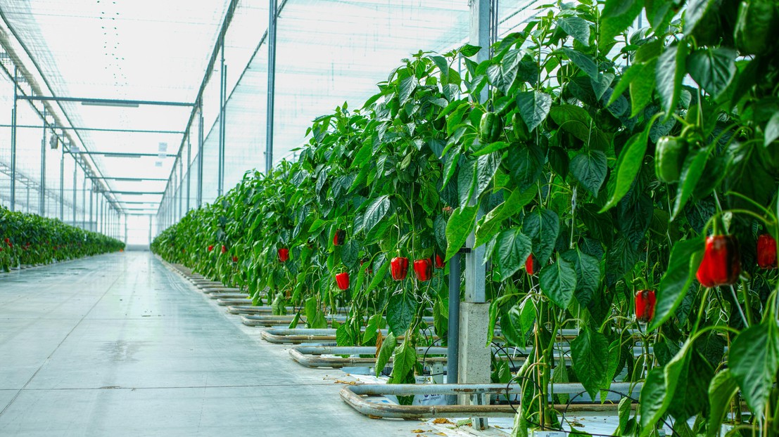 Bell peppers growing in a heated greenhouse in the Netherlands. © iStock Photos