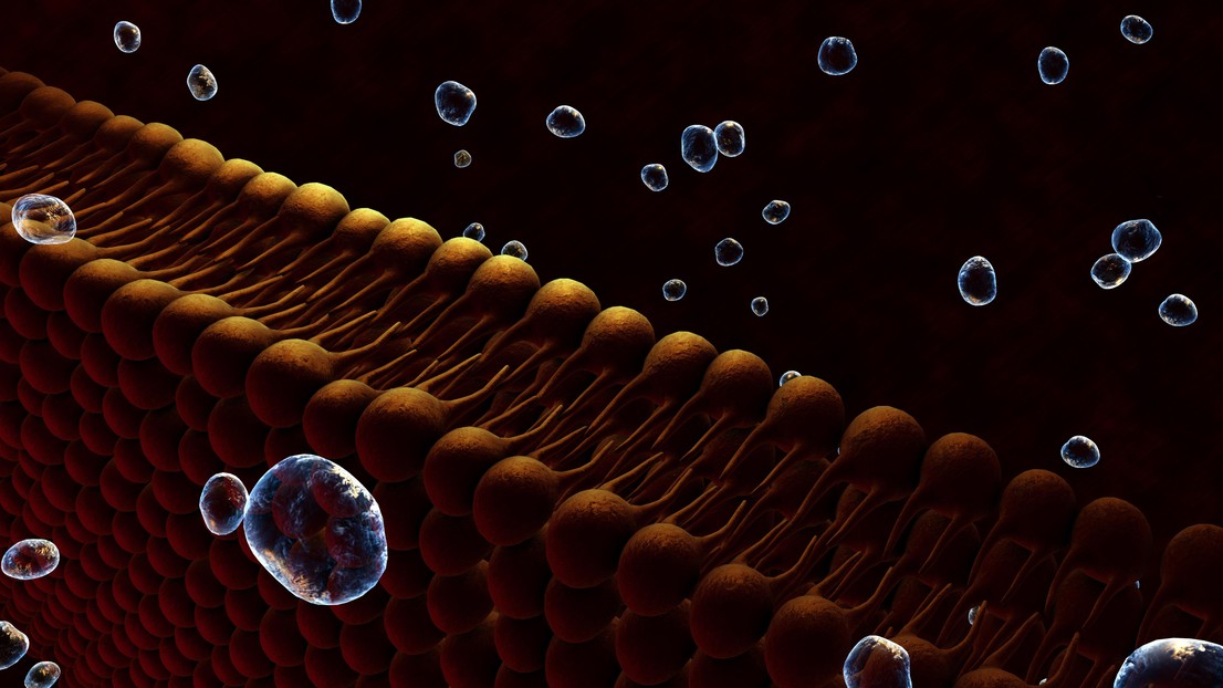 Illustration 3D de la membrane cellulaire et de la bicouche lipidique. (iStock)