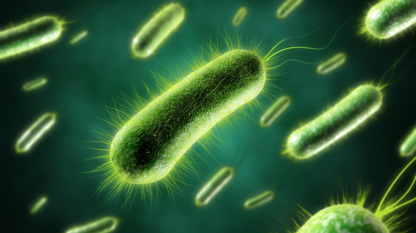 Bacteria. Credit: iStock
