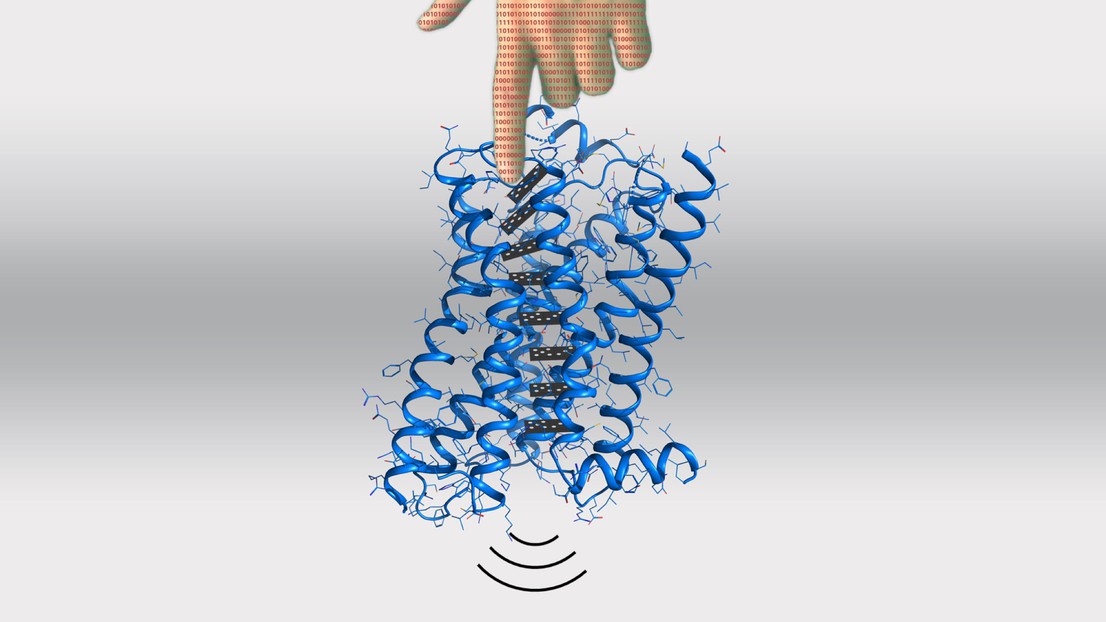 Cartoon illustrating the computational manipulation of long-range signal transmission in cell receptors. Credit: Daniel Keri, EPFL