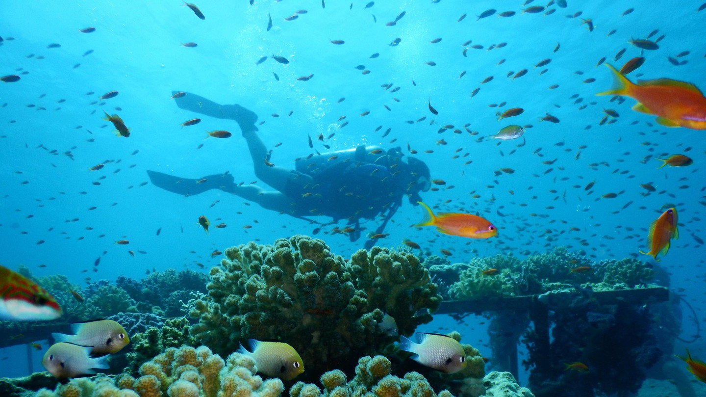 Красное море находится. Красное море фото под водой. Красное море глубина. Красное море заставка на рабочий стол. Красное море обои анимация.