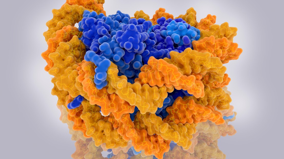 Structure of a nucleosome, the fundamental unit of chromatin. DNA (yellow), histones (blue). Credit: iStock Photos/selvanegra