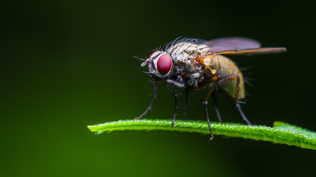 Drosophila Diptera (iStock photos)