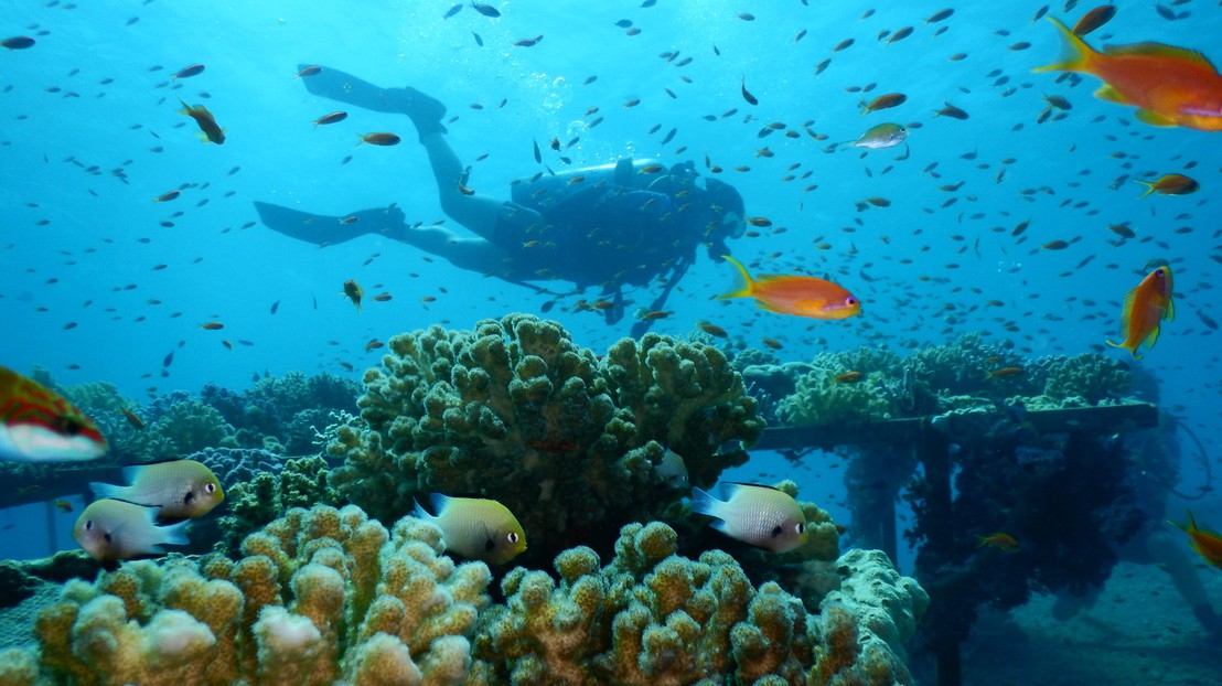 Les fonds marin de la Mer Rouge. © Maoz Fine