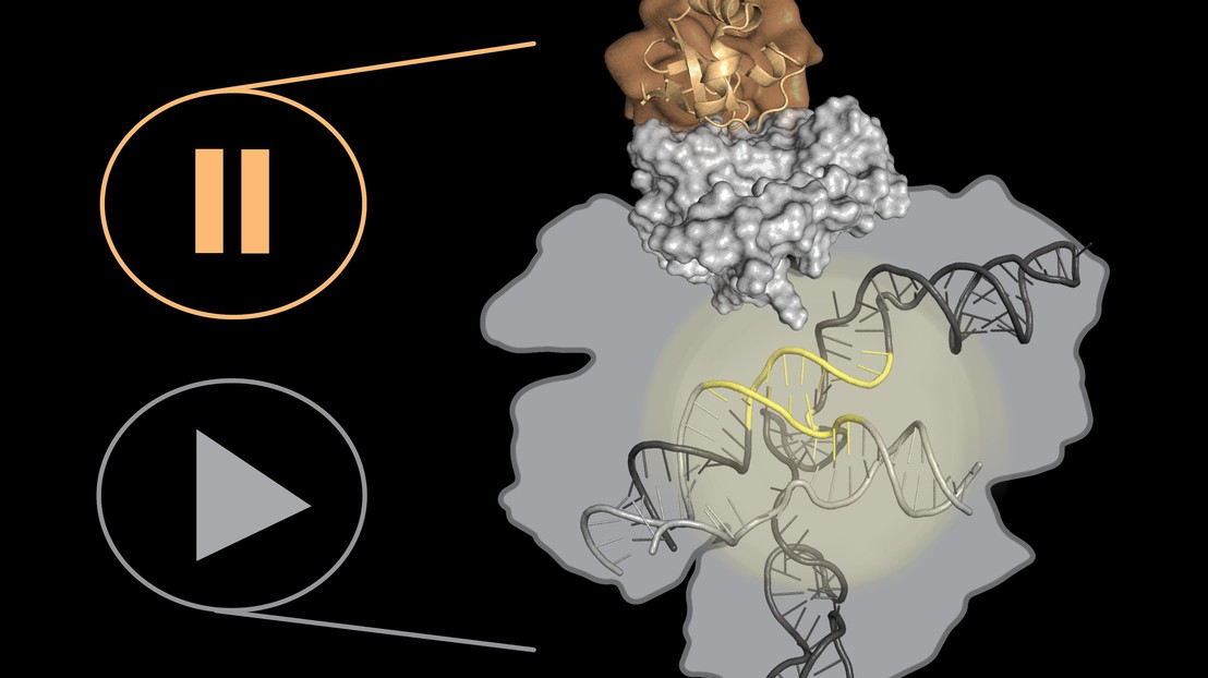 La protéine AcrX synthétique (en orange) agit comme un bouton pause donnant un plus grand contrôle sur l'édition du génome CRISPR-Cas9 (en gris) © Z. Harteveld 2020 EPFL