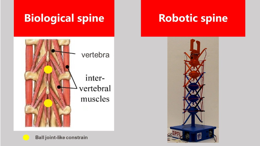 Biological (left) and robotic (right) spines © 2020 EPFL