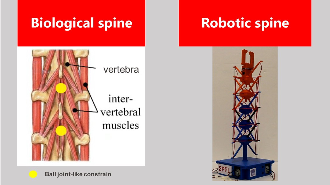 Variable-Stiffness Tensegrity Spine - EPFL