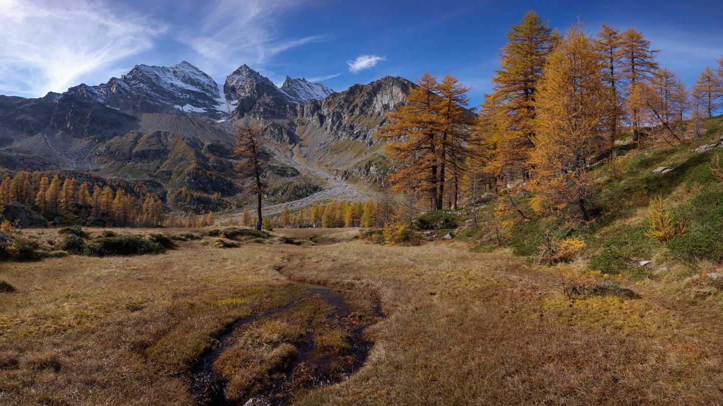 The health of ecosystems based on the ground beetle - EPFL