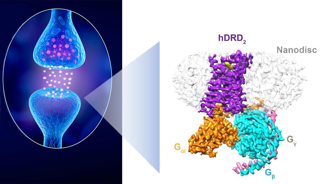 Synapse dopaminergique entre un neurone libérant de la dopamine et un neurone sensible à ce neurotransmetteur. À droite: Structure d’un récepteur D2 « en action ». Crédit: iStock et P. Barth (EPFL)