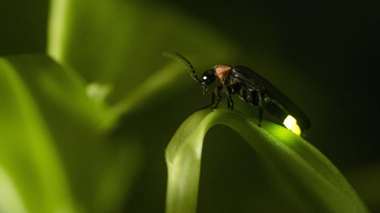 Les Lucioles Font La Lumière Sur La Fonction Des Mitochondries Epfl