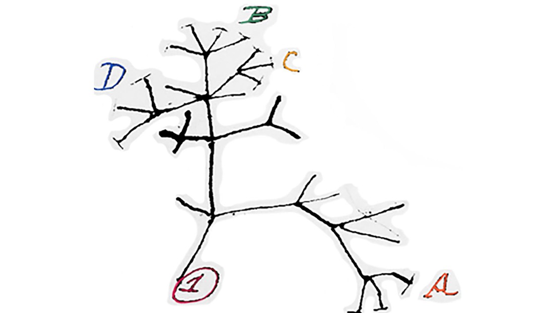 Extrait célèbre du carnet B de Charles Darwin montrant l’idée d’un arbre de vie/espèce en ramification.