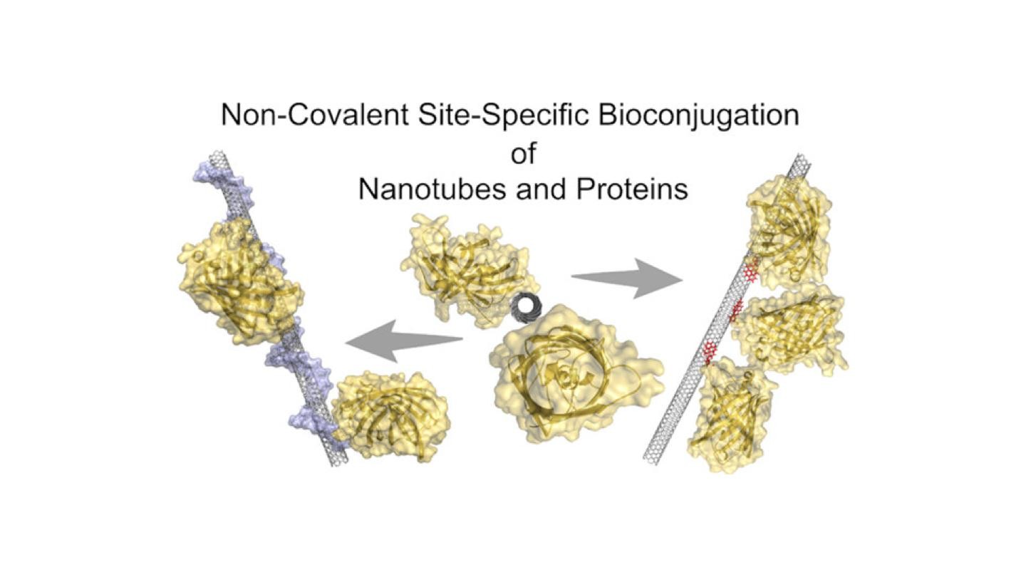 SiteSpecific Protein Conjugation onto Carbon Nanotubes EPFL