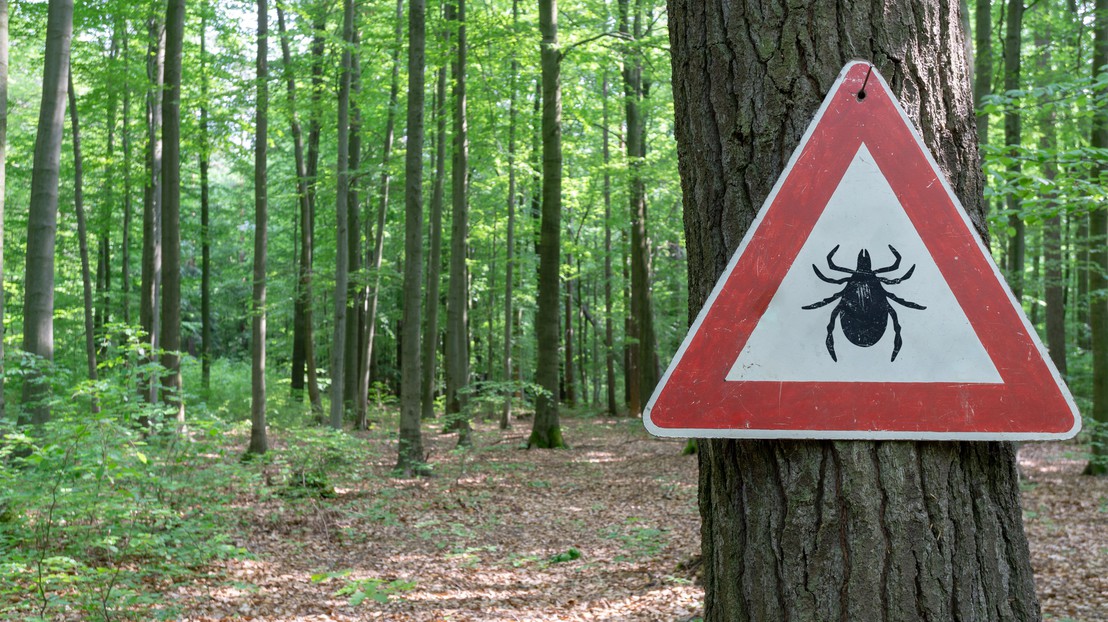 Switzerland has been classified as a tick risk area. © IStock