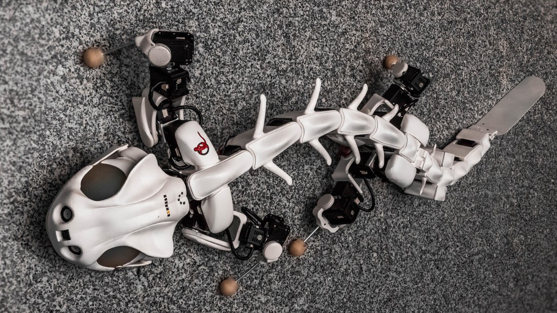 Le robot salamandre Pleurobot développé au sein du Laboratoire de biorobotique de l'EPFL sera amélioré dans le cadre de ce projet © Konstantinos Karakasiliotis & Robin Thandiackal, BioRob/EPFL