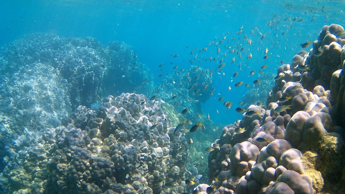 A coral reef in New Caledonia © 2020 Oliver Selmoni