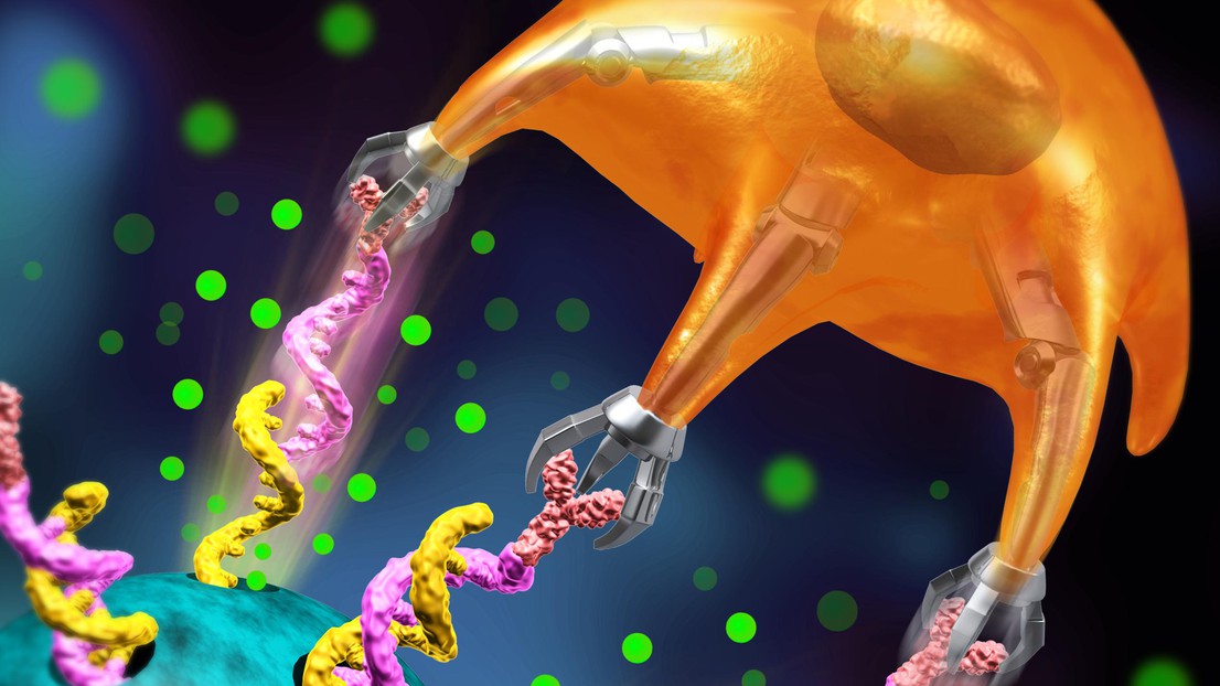 La cellule T entre enclenche sa force pour briser l’ADN et relâche le médicament © my SCImage / 2020 EPFL