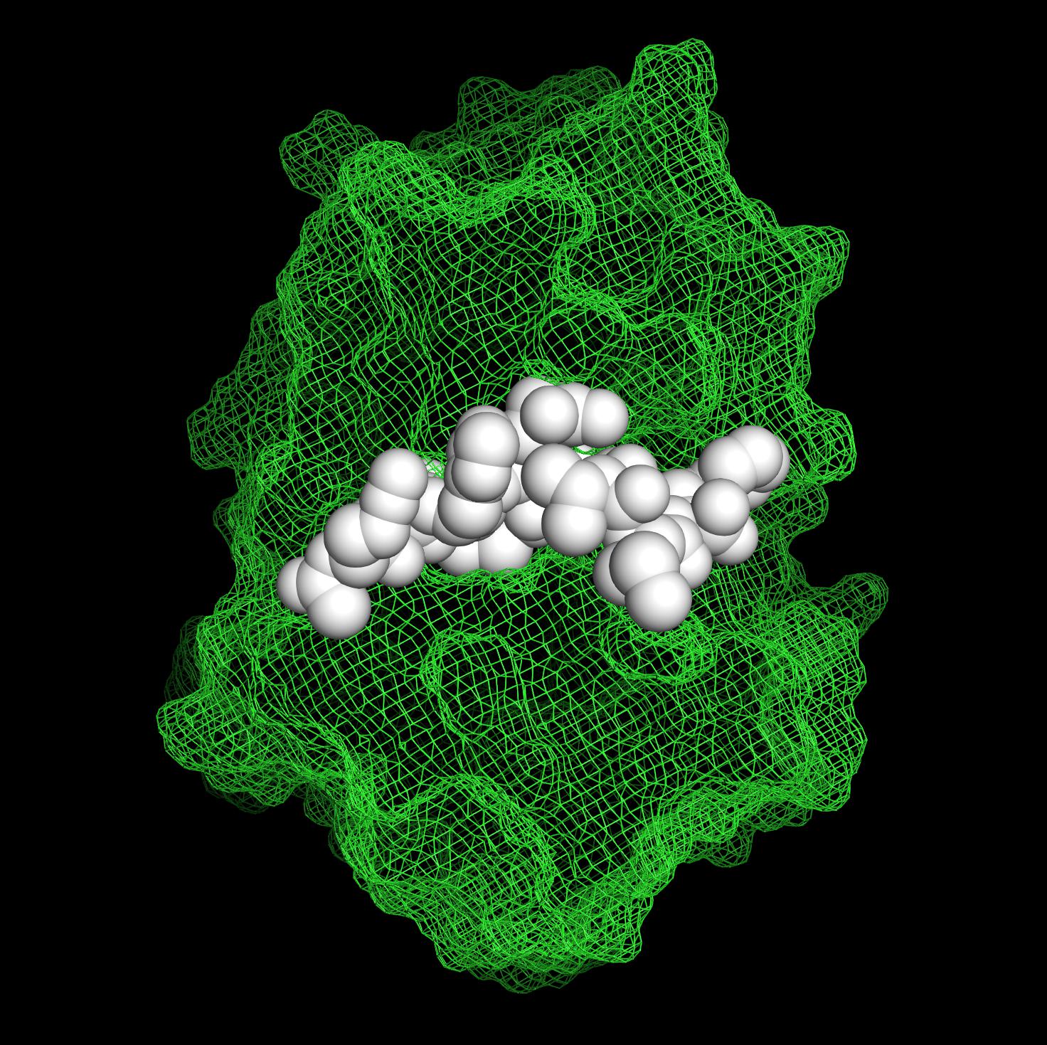 Inhibiteur peptidique non-naturel en complexe avec la cathepsine S. Crédit: Aaron Petruzzella (EPFL)