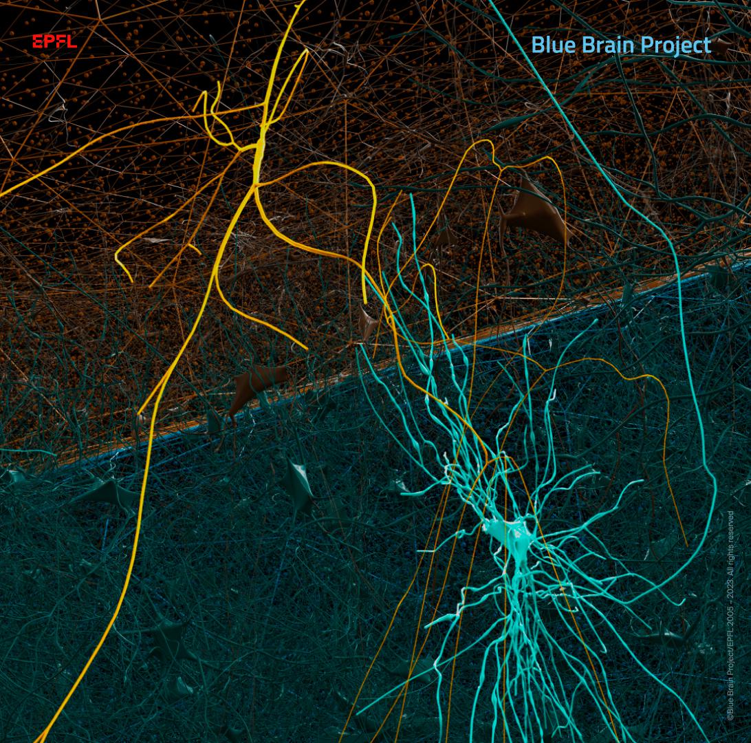 Model neurons from the digital reconstruction of a thalamoreticular microcircuit. The thalamocortical relay neurons project to neurons in the thalamic reticular nucleus. The reticular nucleus neurons, in turn, project back to the thalamic neurons creating a circuit loop that plays a key role in regulating wakefulness and sleep.