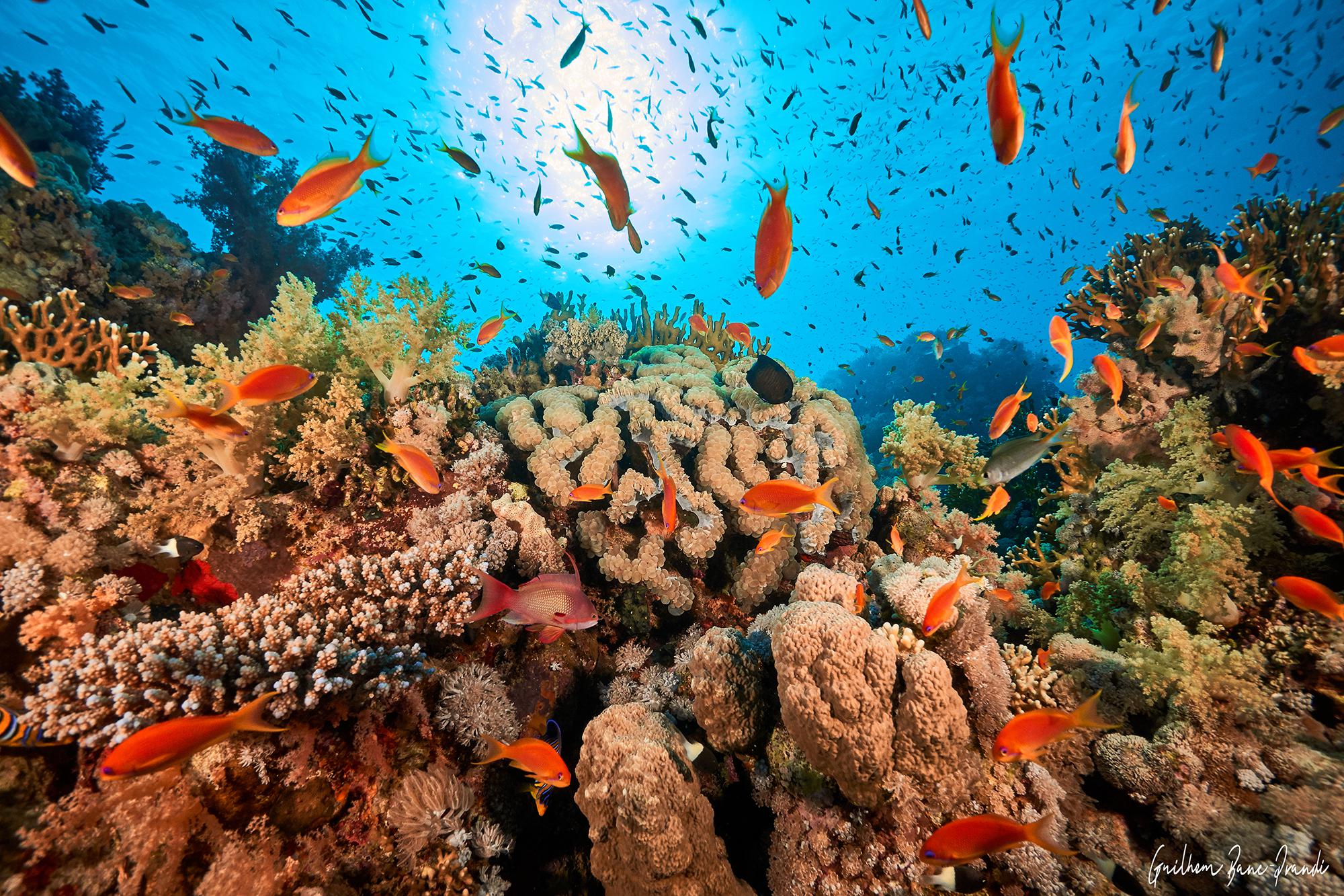 Several EPFL laboratories are working to pinpoint what makes Red Sea corals so resilient to global warming and pollution.