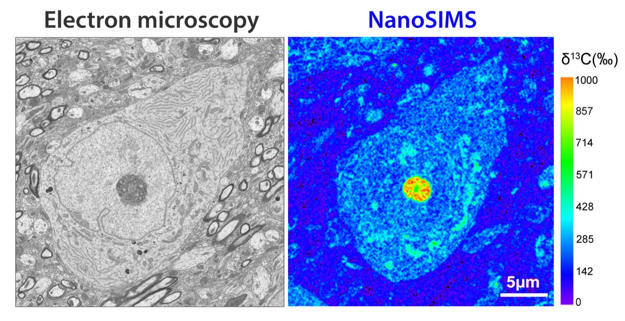 An electron microscopy image with the corresponding NanoSIMS 13C map. Taken from Spataro et al 2023.