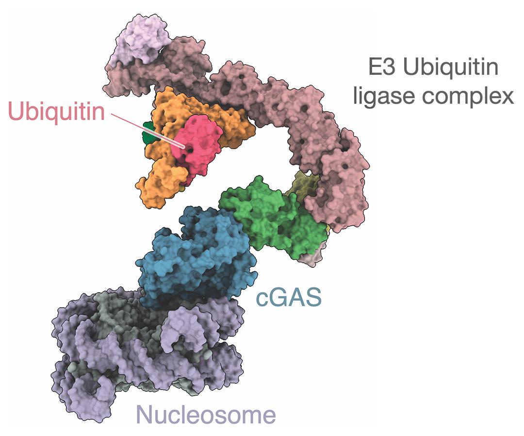 cGAS with a ubiquitin attached. Credit: Xu et al 2024, Nature 10.1038/s41586-024-07112-w