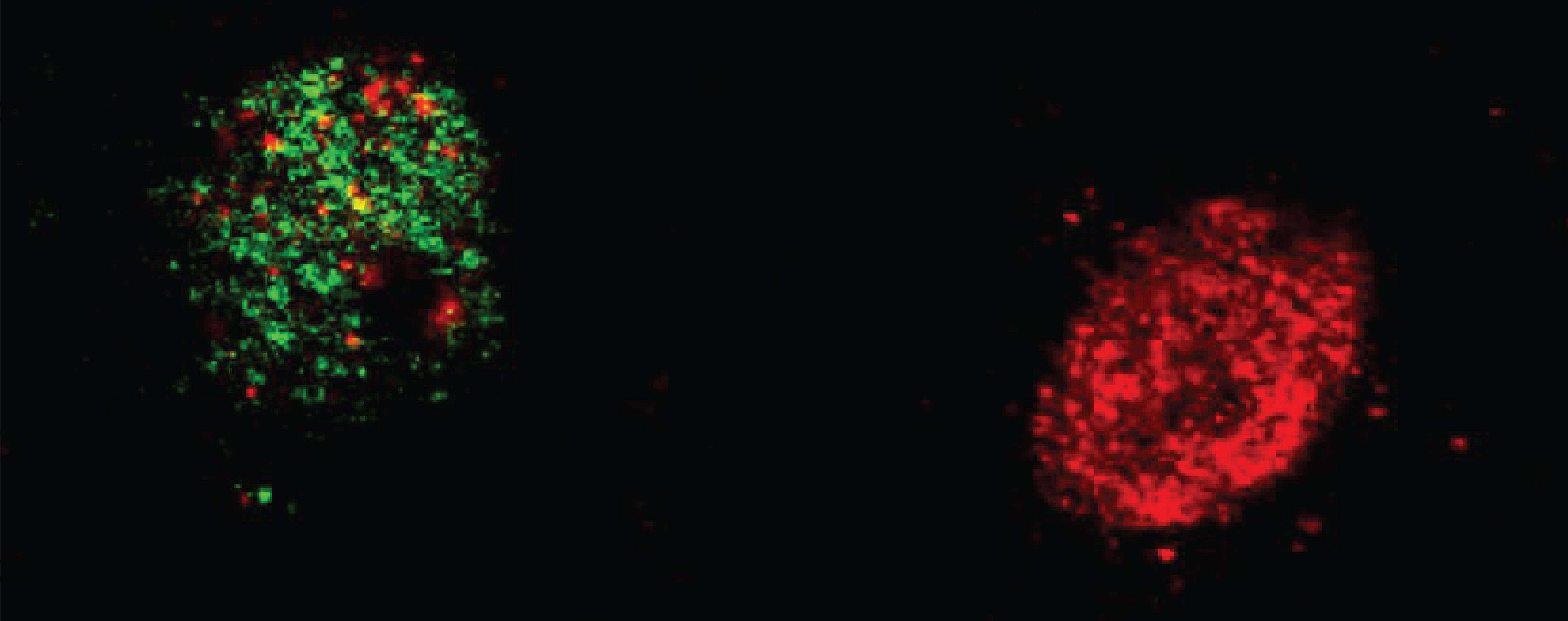 Les neurones présentent des niveaux variables de compaction de la chromatine, représentés par différentes nuances de rouge. Moins un neurone est compact, plus il est susceptible d'être recruté dans la trace mnésique (en vert). Crédit : Giulia Santoni (EPFL)