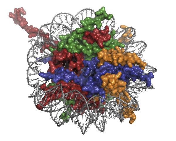 Illustration of a nucleosome with DNA wrapped around histones, forming a chromatin structure (credit: Thinkstock)
