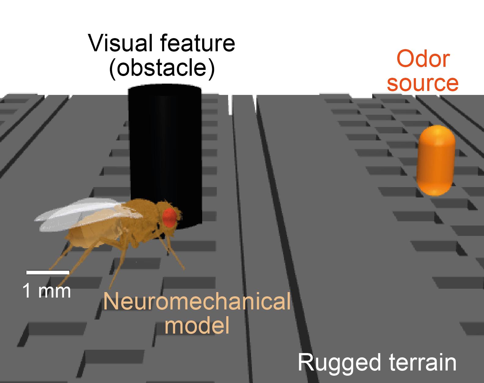 A simulated fly seeks an attractive odor source and avoids an obstacle while walking over rugged terrain. Credit: Ramdya laboratory, EPFL