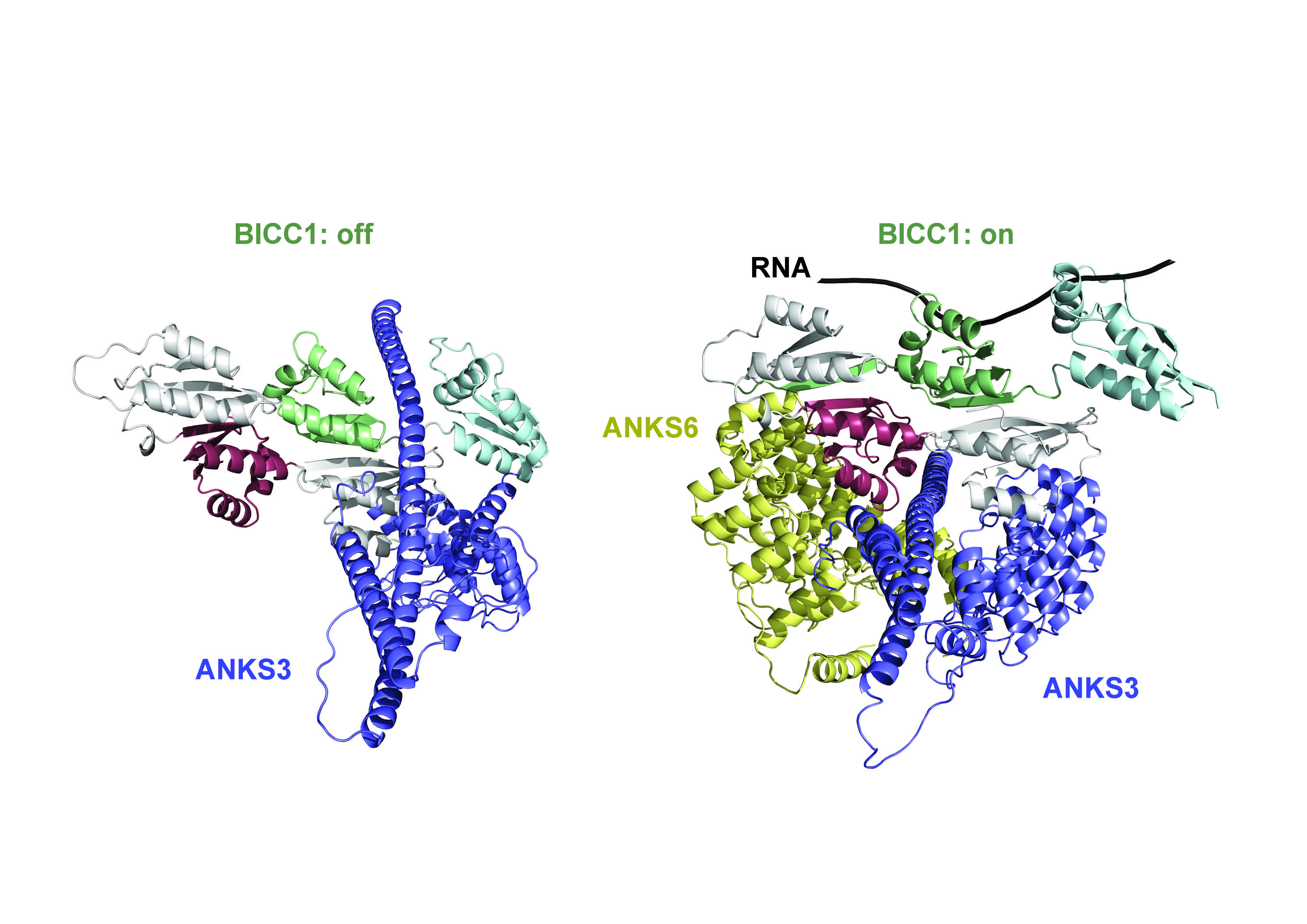 The three proteins, BICC1, ANKS3, and ANKS6 interacting to bind and regulate mRNA in asymmetrical development of organs. Credit: Benjamin Rothé and Zhidian Zhang (EPFL) 