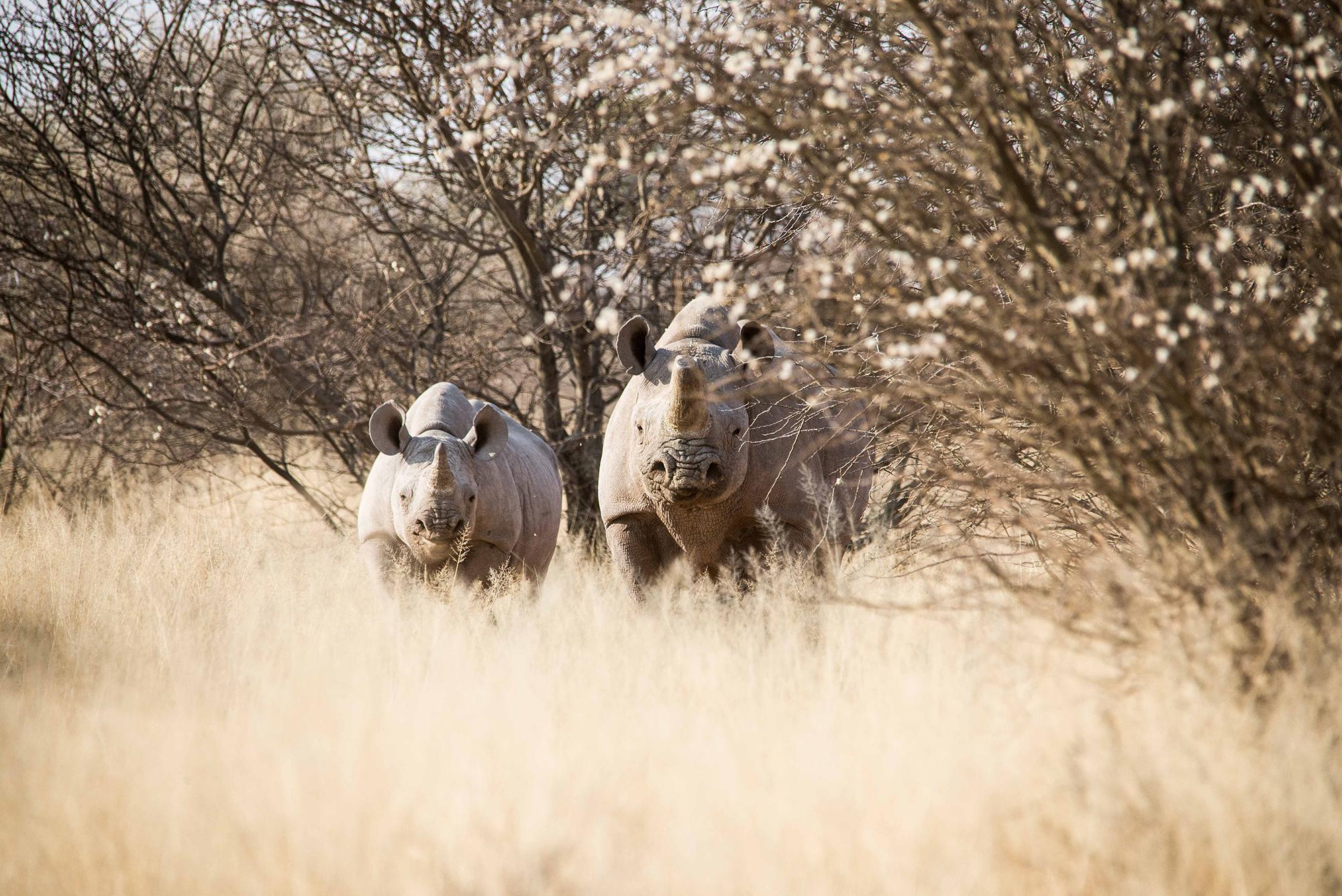 In the Kuzikus Wildlife Reserve in Namibia, reserachers assess animal populations through the use of AI-based software.