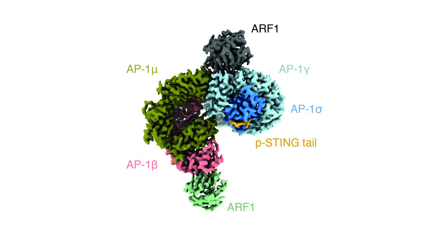 Structure de l’AP-1 se complexant avec la queue cytosolique STING, que les chercheurs ont résolue au Centre d’imagerie Dubochet (EPFL/UNIL/UNIGE)