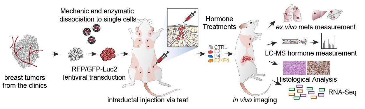 Experimental workflow of the study. Freshly collected breast tumor samples are dissociated into single cells and genetically labelled with reporter genes to allow cell detection and tracking. Shortly after, tumor cells are injected into the milk ducts of mice to form mammary tumors. Hormone treatments are administered to the animals to study their effects on breast cancer growth and metastasis. Credit: Scabia et al.