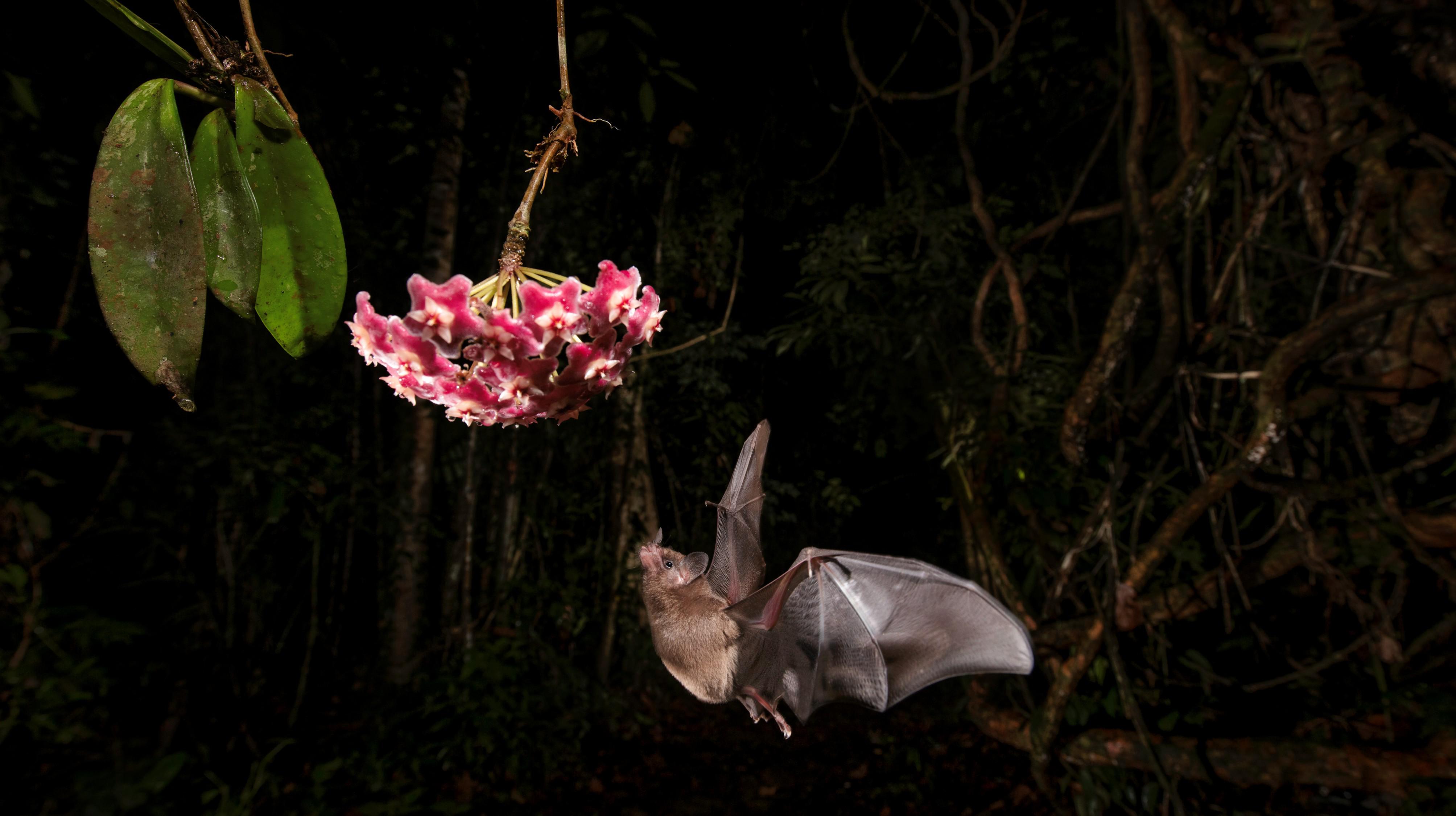 コウモリの翼に着想を得た新しい飛行技術の開発 (Bat wings boost hovering efficiency)