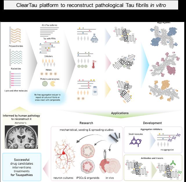A ClearTau platform that reconstructs pathology-resembling Tau fibrils in vitro for research into Tau aggregation processes and the development of Tau fibril-targeting therapies and imaging agents. Credit: Limorenko et al 2023.