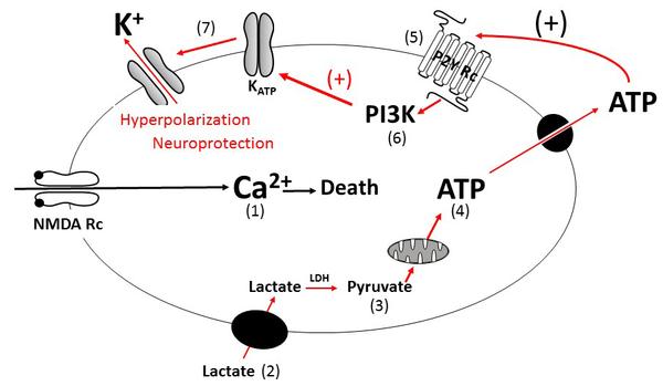 (1) Excessive glutamate activity triggers a strong influx of calcium (Ca2+) into the neuron through NMDA receptors, which leads to cell death. (2) Lactate is transported into the neuron and (3) converted to pyruvate by the enzyme lactate dehydrogenase (LDH). (4) Pyruvate is then transported into mitochondria by the mitochondrial pyruvate carrier (MPC) where it generates ATP. (5) ATP is then released through pannexins and activates the receptor P2Y, which (6) activates the PI3K pathway. (7) This triggers the opening of potassium channels (K+), which causes the neuron to hyperpolarize, decreasing the neuron's excitability, and thus protecting it from excitotoxic damage.