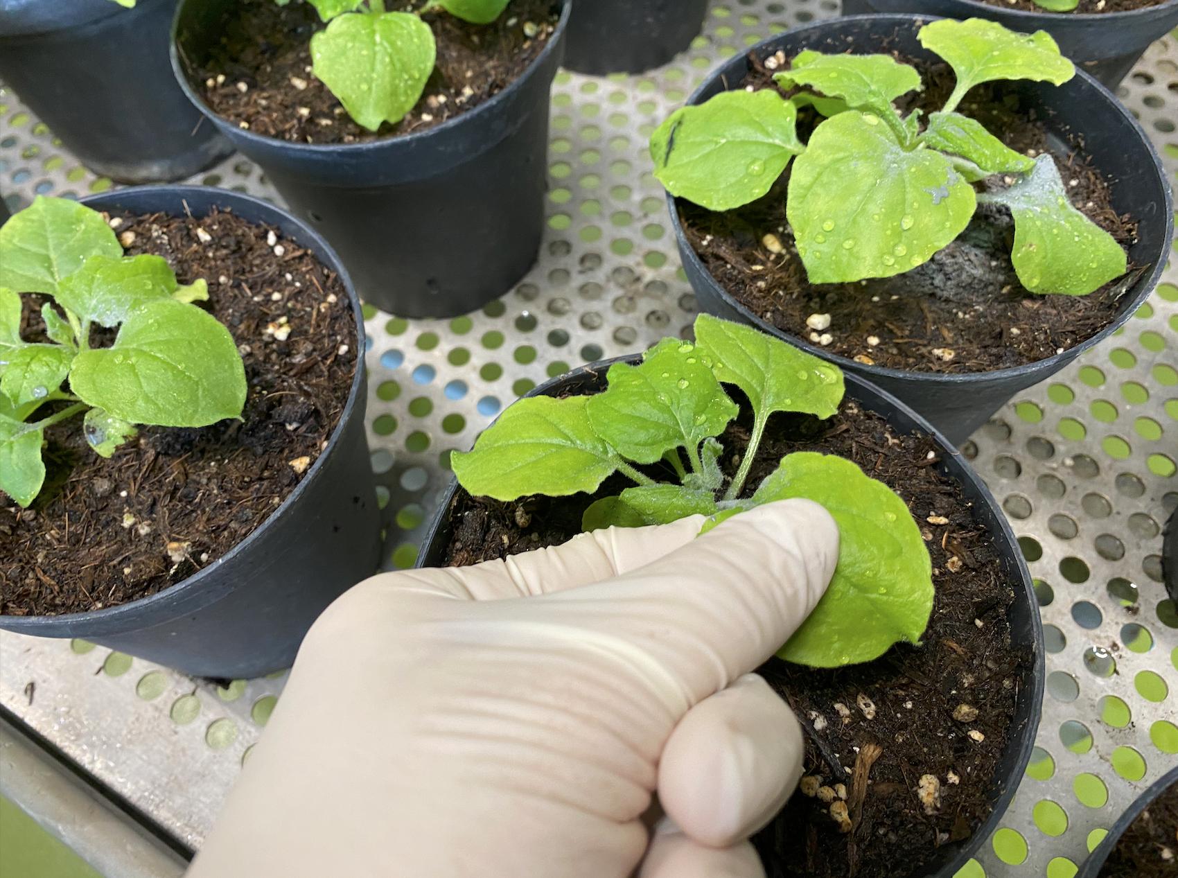  Essais sur les plantes r&eacute;alis&eacute;s &agrave; Agroscope