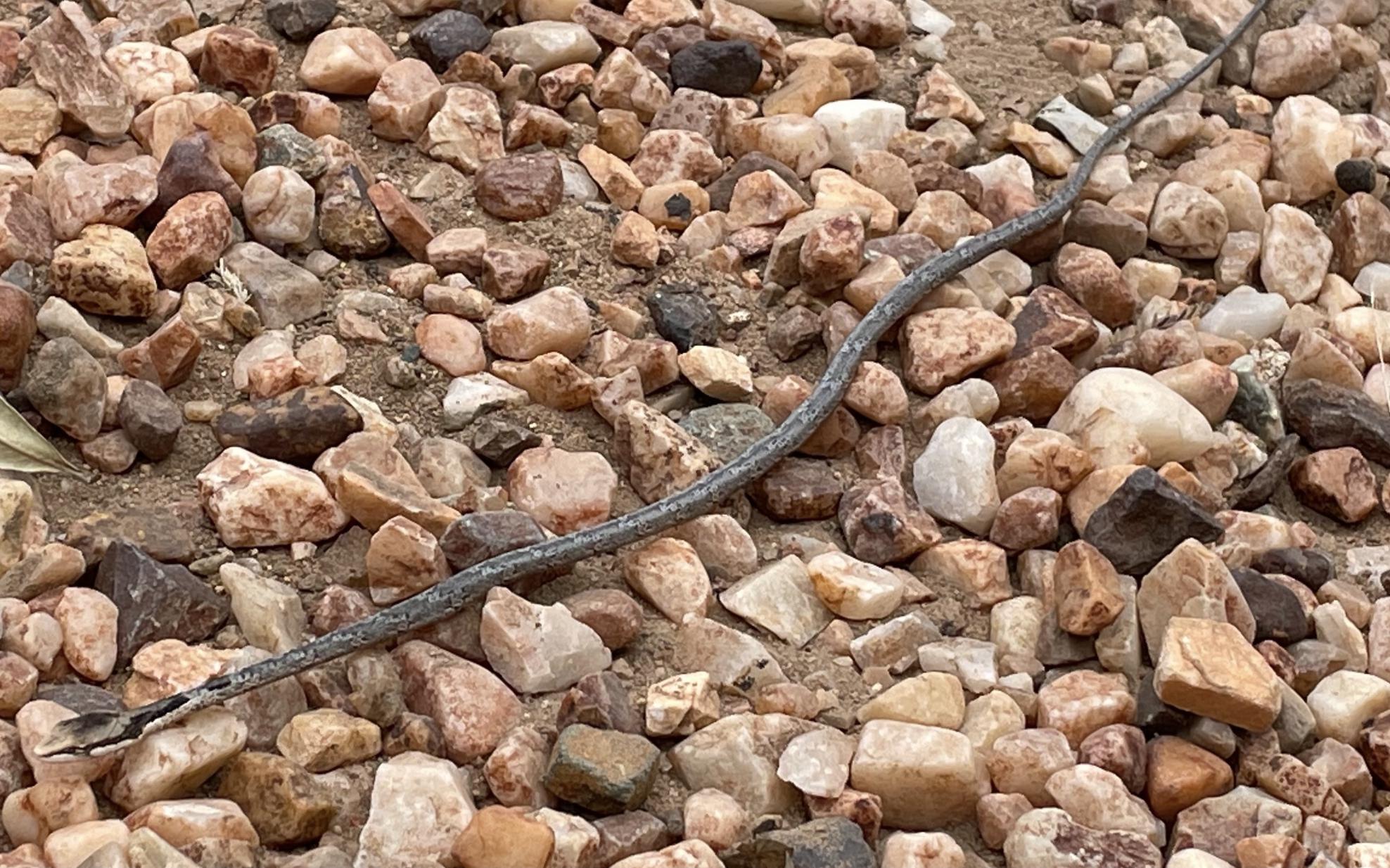 A twig snake at the front door 