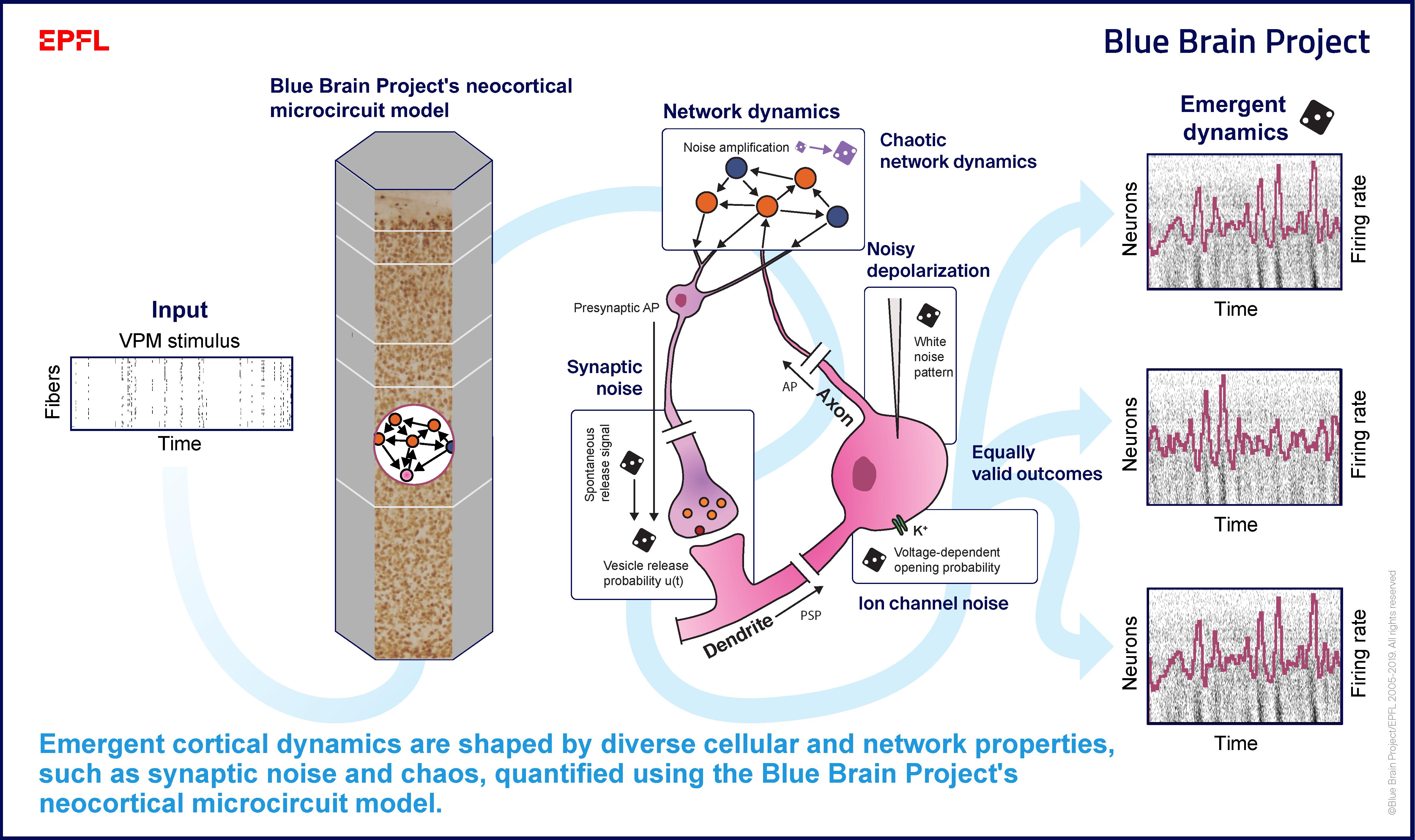 Brain project. Blue Brain Project. Human Brain Project. Blue Brain Project институт. Голубой мозг.
